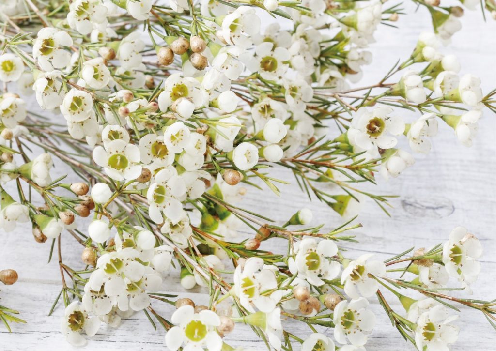 livewithflowers.jpg