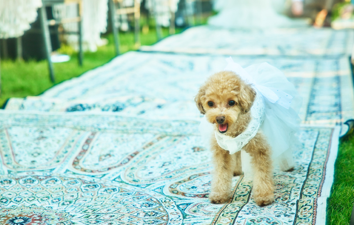 アマンダンセイルのシーサイドウエディングの写真6